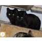 Toffee und Sugar, Europäische Kurzhaarkatze - Katze