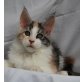 Toffifee, Maine Coon - Katze