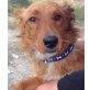 Toffy, Toffy, ein Hund wie ein Sahnebonbon - Rüde