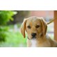 Tofu, Golden-Retriever-Mischling Welpen - Rüde
