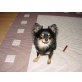 Toggo , Chihuahua langhaariger Schlag - Rüde