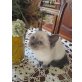 Tolle Siam - Perser Kitten in blue-point - Katze