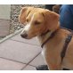 Toller Hundejunge sucht die richtige Familie! - Rüde