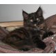 **Tolles Maine Coon Baby in toller Farbe!**, Maine Coon - Katze