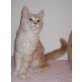 **Tolles Maine Coon Katerchen - sehr typvoll!, Maine Coon - Kater