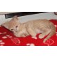 Tolli, Siam-Mix - Kater
