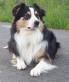 Tom, Australian Shepherd Dog - Rüde