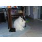 Tom,Benny,Robbin, Perser - Kater