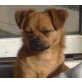 Tom, Chihuahuamix - Rüde