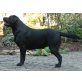 Tom Dooly, Labrador Retriever - Rüde