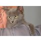 Tom, EKH - Kater