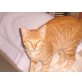 Tom, EKH Mix - Kater