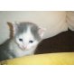 Tom, Hauskatze - Kater