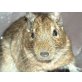 Tom & Jerry, Gewöhnlicher Degu - männlich