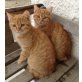 Tom & Jerry, Hauskatzen - Kater