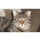 Tom, Mischling - Kater