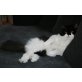 Tom, Perser - Kater