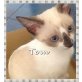 Tom, Siammix - Kater