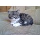 Tom, Süßer Babykater - Kater