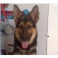 Tom- Tom, Deutscher Schäferhund Schwarzer langhaariger Schlag Welpen - Rüde