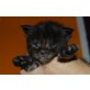 Tom Turbo, Maine Coon - Kater