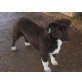 Tom, kleiner Mischlingshund aus Rumänien - Rüde