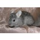 Tom und Jerry, 2 sehr liebe Chinchilla Jungs ideal für Anfän - männlich