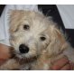 Tom und Tina, Westie / Welpen - Rüde