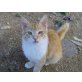 Tomas, Tomas sucht eine nette Familie zum liebhaben. - Kater