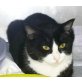 Tomas, ruhiges schwarz-weiß-Katerchen - Kater