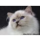 Tomi, Heilige Birma - Kater
