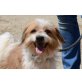 Tomi, dringend Familie gesucht - Rüde