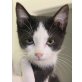 Tomillo, bezaubernder Frechdachs sucht Zuhause - Kater