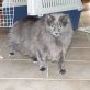 Tomiza, Langhaarmix - Katze