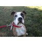 Tommy, Boxer-Mix, verspielt + aktiv - Rüde