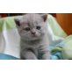 Tommy, Britisch Kurzhaarkatze - Kater