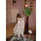 Tommy, Britisch Kurzhaarkatze - Kater
