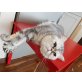 Tommy, Exotisch Kurzhaar - Kater