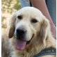 Tommy, Golden Retriever - Rüde