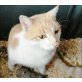 Tommy, Hauskatze - Kater