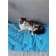 Tommy, Hauskatze - Kater