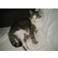 Tommy, Kater Tommy - Kater