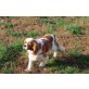 Tommy, King Charles Spaniel - Rüde