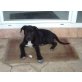 Tommy, Labrador-Mix Welpen - Rüde