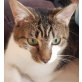 Tommy, Pflegestelle in Plankstadt - Kater