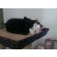 Tommy & Raffy - zwei verspielte Katerchen - Kater