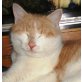 Tommy, Toter Katze rot-weiß - Kater
