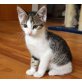 Tommy und Joey möchten ein tolles Plätzchen f, Tierschutzverein SOS Katze - Kater