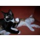 Tommy und Tina, EKH - Kater