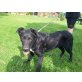 Toni, Labradormischling Welpen - Rüde